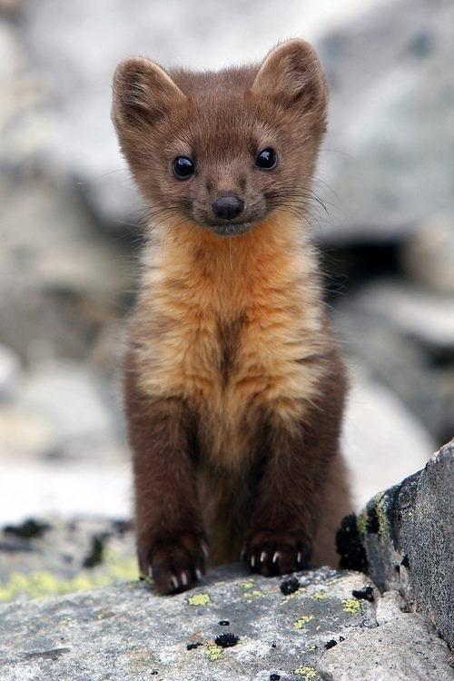 jk-rowling-patronus-2-pine-marten