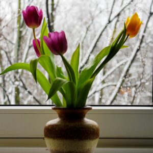 Plantas ornamentais precisam de cuidados especiais durante o inverno