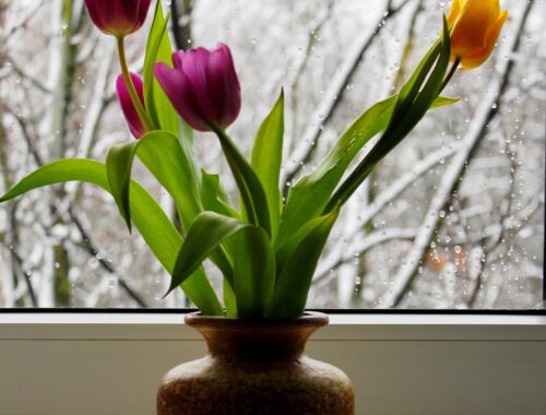 Plantas ornamentais precisam de cuidados especiais durante o inverno