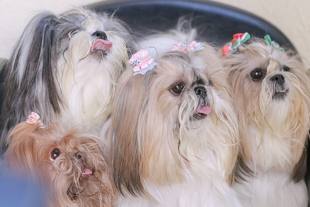 Ter um pet em casa pode servir de apoio ao estresse e à depressão