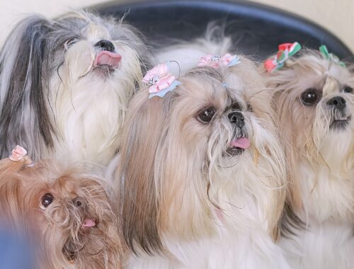 Ter um pet em casa pode servir de apoio ao estresse e à depressão