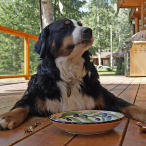 Locais pet friendly