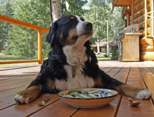 Locais pet friendly