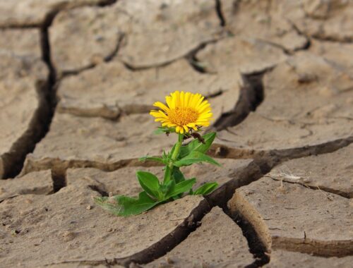 Deve-se viver apesar de