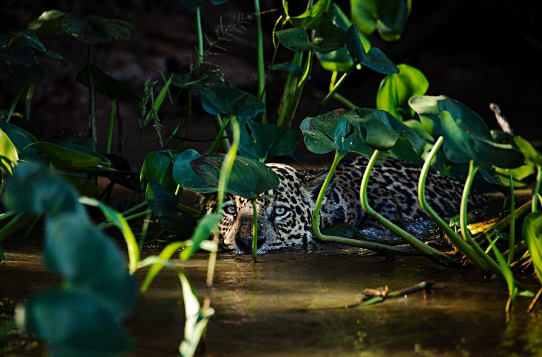Pantanal, Ricardo Martins