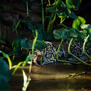 Pantanal, Ricardo Martins
