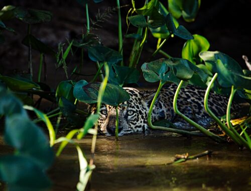 Pantanal, Ricardo Martins