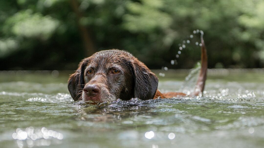 Pets também sentem calor