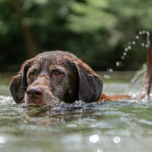 Pets também sentem calor