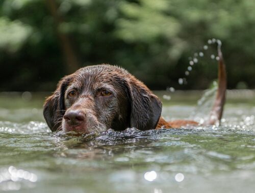 Pets também sentem calor