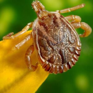 Adolescente com suspeita de febre maculosa morre em Campinas