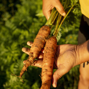 Sesc Taubaté apresenta “Sertões do Vale e da Mantiqueira” - mostra de iniciativas socioambientais, culturais e artísticas do Vale do Paraíba