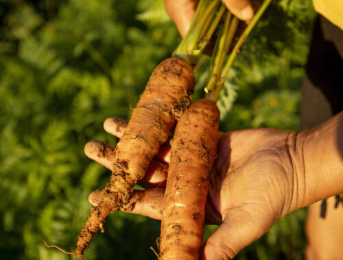 Sesc Taubaté apresenta “Sertões do Vale e da Mantiqueira” - mostra de iniciativas socioambientais, culturais e artísticas do Vale do Paraíba
