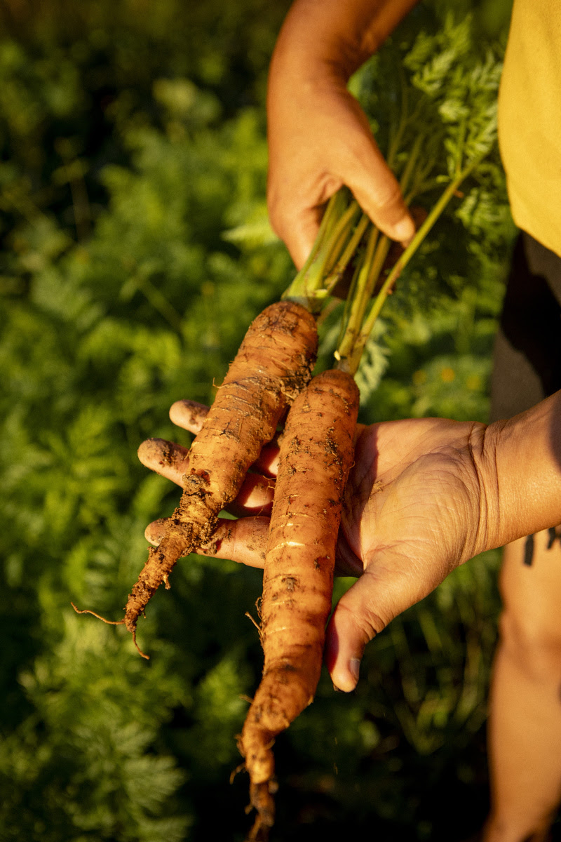 Sesc Taubaté apresenta “Sertões do Vale e da Mantiqueira” - mostra de iniciativas socioambientais, culturais e artísticas do Vale do Paraíba