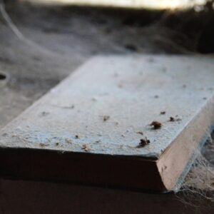 Halloween: 5 livros de terror para entrar no clima