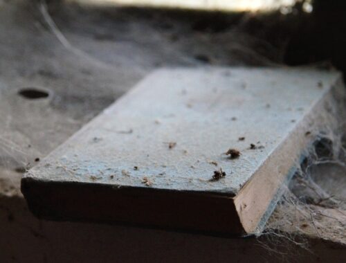 Halloween: 5 livros de terror para entrar no clima